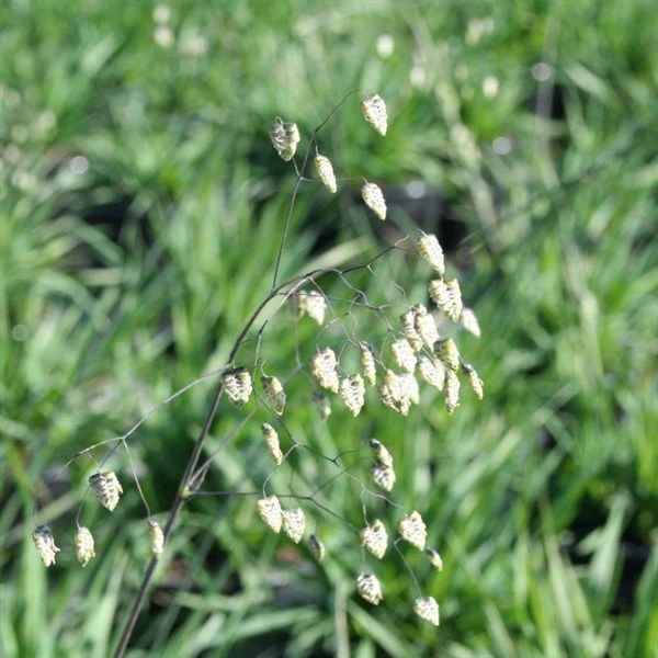 Hjertegræs `Briza Media` 3 Hjertegræs `Briza Media`