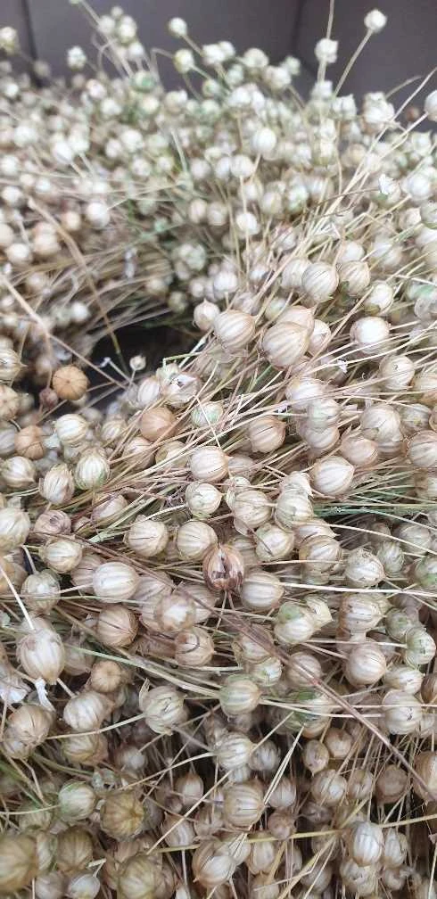 Hørkrans, Natur 3 Hørkrans, Natur