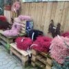 Hørkranse Flere Farver 2 Hørkranse Flere Farver -Planter Salgsbutik horfro20kranse20forskellige20farver