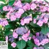 Havehortensia 'Blueberry Chesecake' PW 1 Havehortensia 'Blueberry Chesecake' PW -Planter Salgsbutik hyd.20blueberry