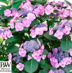 Havehortensia 'Blueberry Chesecake' PW