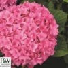 Havehortensia 'Sweet Cupcake`PW -Planter Salgsbutik hyd20Sweet20cupcake