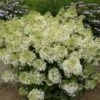 Syrenhortensia 'BOBO' 1 Syrenhortensia 'BOBO' -Planter Salgsbutik hyd20bobo
