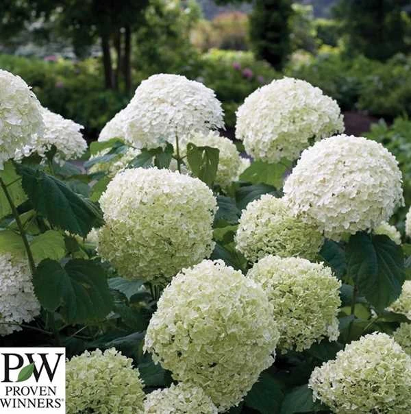 Træagtig Hortensia - 'STRONG ANNABELLE'® PW 3 Træagtig Hortensia - 'STRONG ANNABELLE'® PW