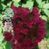 Syrenhortensia 'WIM´S RED' (R) 1 Syrenhortensia 'WIM´S RED' (R) -Planter Salgsbutik hyd20wims20red