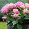 Havehortensia - 'BOUQUET ROSE' 1 Havehortensia - 'BOUQUET ROSE' -Planter Salgsbutik hydrangea mac bouquet rose