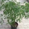 Japansk Ahorn (Dissectum Viride) -Planter Salgsbutik japansk20ahorn