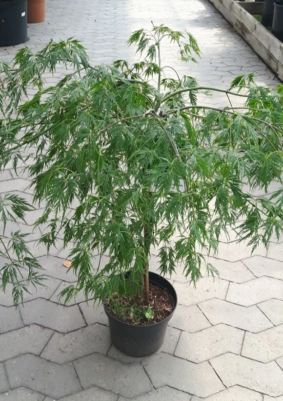 Japansk Ahorn (Dissectum Viride) 3 Japansk Ahorn (Dissectum Viride)