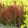 Japansk Blodgræs `Red Baron` 2 Japansk Blodgræs `Red Baron` -Planter Salgsbutik japansk20blodgraes