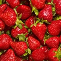 Jordbærplante `Elstana` 6 Stk.