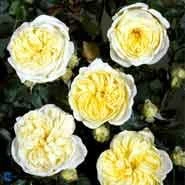 Rose Kronprinsesse Mary 3 Rose Kronprinsesse Mary