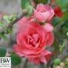 Japankvæde - Chaenomeles 'Pink Storm'(R) PW -Planter Salgsbutik kvaede20pink