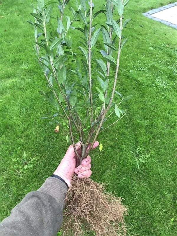 Ligusterhæk 'Liga' 80-120 Cm, 4-6 Grene 3 Ligusterhæk 'Liga' 80-120 Cm, 4-6 Grene