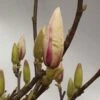 MAGNOLIA SOULANGIANA 5 L Potte 2 MAGNOLIA SOULANGIANA 5 L Potte -Planter Salgsbutik magnolie20soul