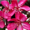 Rødbladet Paradisæbletræ 'Freja' -Planter Salgsbutik malus freja
