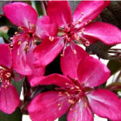 Rødbladet Paradisæbletræ 'Freja'