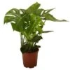 Monstera 2 Monstera -Planter Salgsbutik monstera