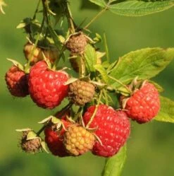 Sommer Hindbær 'Mormors Hallon'
