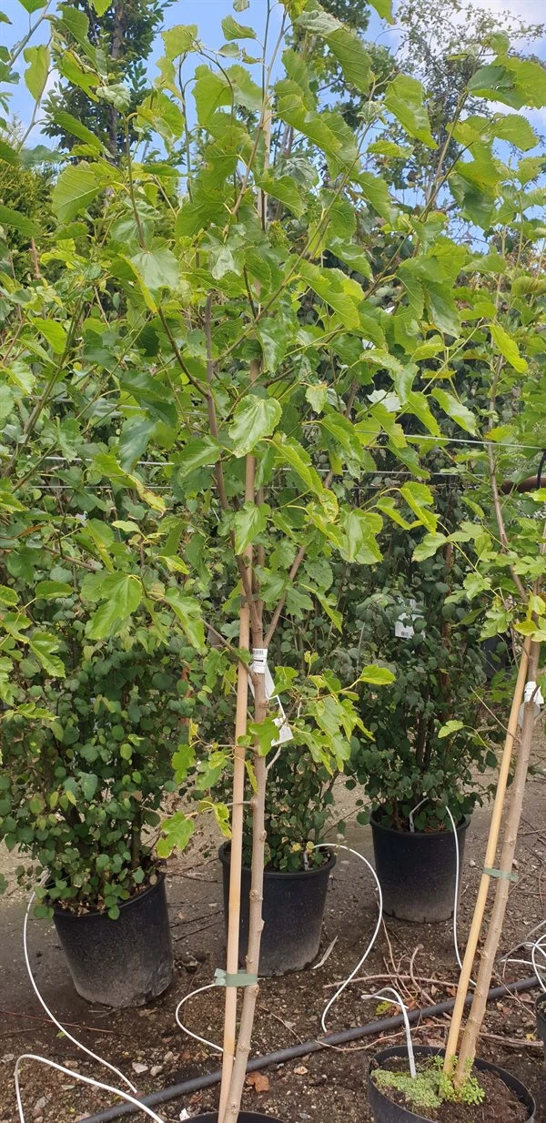 SORT MORBÆR 3 SORT MORBÆR