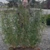 1 M Nemhæk Liguster 180 Cm -Planter Salgsbutik nemhaek20liguster