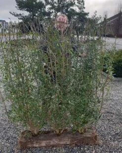 1 M Nemhæk Liguster 125 Cm