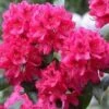 Rhododendron NOVA ZEMBLA 2 Rhododendron NOVA ZEMBLA -Planter Salgsbutik nova
