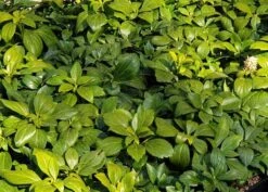 Vinterglans - GREEN CARPET