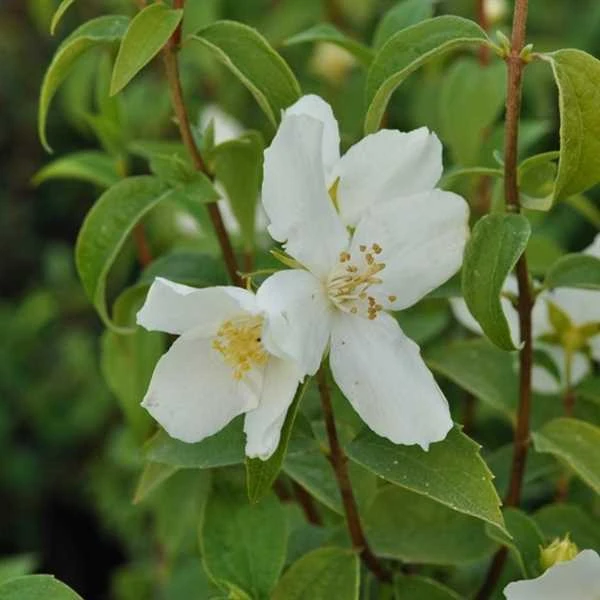 Pibeved/ Uægte Jasmin Norðîc® ’Phico’ 3 Pibeved/ Uægte Jasmin Norðîc® ’Phico’