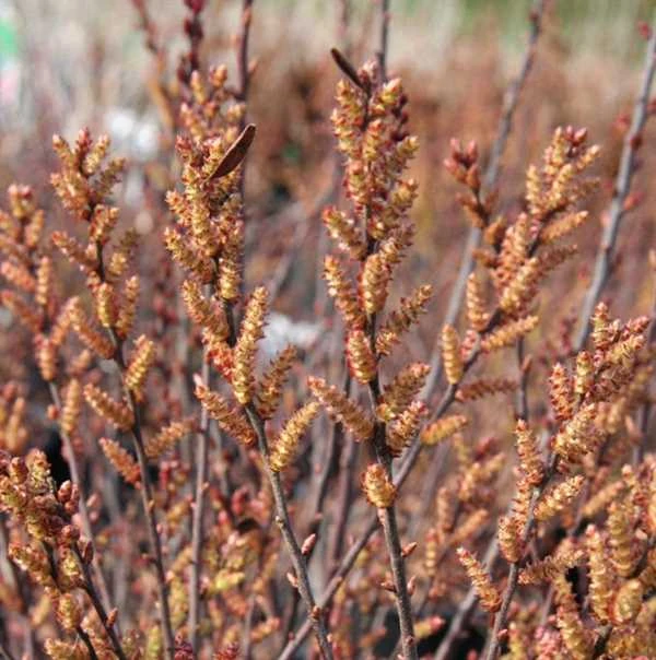Porse - MYRICA GALE 3 Porse - MYRICA GALE