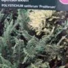 Mosbregne 'Proliferum' -Planter Salgsbutik proliferum