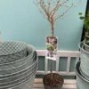 Japansk Prydkirsebær `Kojou-no-Mai` 2 Japansk Prydkirsebær `Kojou-no-Mai` -Planter Salgsbutik prunus20kojou 20no mai