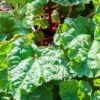 Rabarber `Berit` -Planter Salgsbutik rabarber20berit