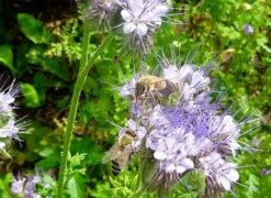 Bi - Venlig Plantepakke