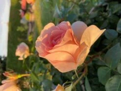 Rose - Royal Estelle Plant’n’Relax