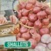 Skalotteløg 1 Skalotteløg -Planter Salgsbutik saettelog20red20sun