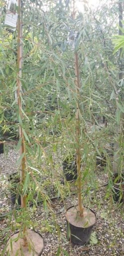 Guldhængepil - Alba `Tristis`