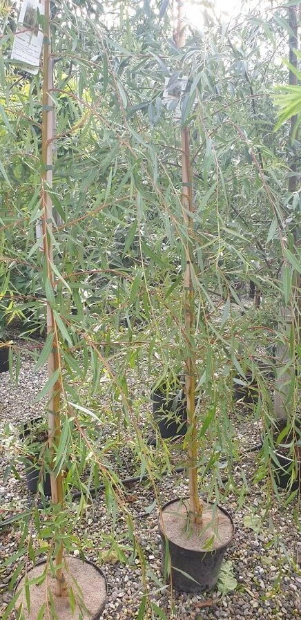 Guldhængepil - Alba `Tristis` 3 Guldhængepil - Alba `Tristis`