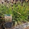 Blåaks "Heufleriana" -Planter Salgsbutik sesleria20h201
