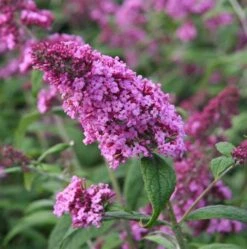 Sommerfuglebusk 'Pink Delight'