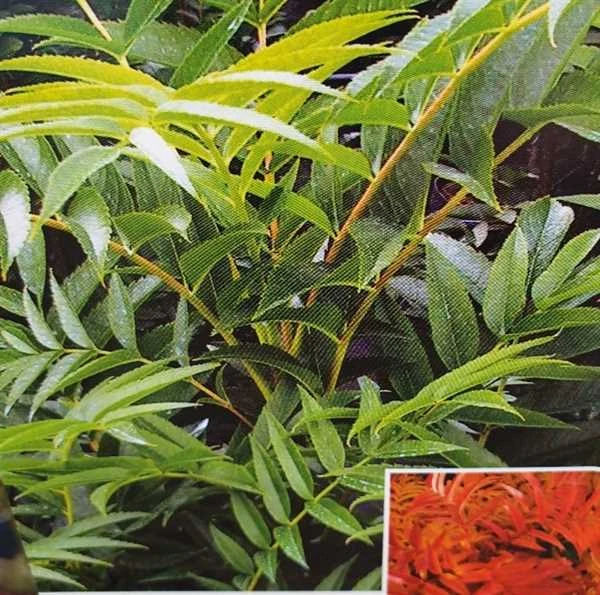 Buskrøn - Sorbus `Ulong` 3 Buskrøn - Sorbus `Ulong`