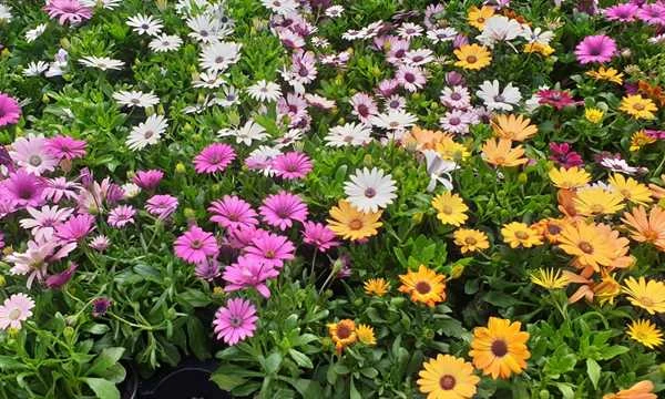 Spanske Margueriter 3 Spanske Margueriter