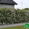 Buketspiraea Vanhouttei 1 Buketspiraea Vanhouttei -Planter Salgsbutik spiraea20vonhouttei20haek