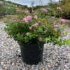 Spiraea `Little Princess` 5 Stk. -Planter Salgsbutik spirea20litllte20princess