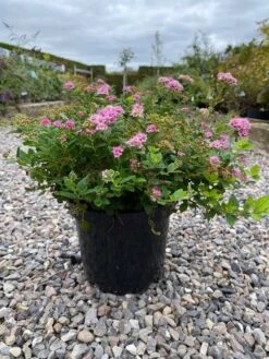 Spiraea `Little Princess` 5 Stk.
