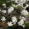 MAGNOLIA STELLATA ROYAL STAR 2 MAGNOLIA STELLATA ROYAL STAR -Planter Salgsbutik stallata