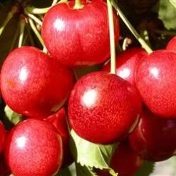 Kirsebær `SUNDBURST`