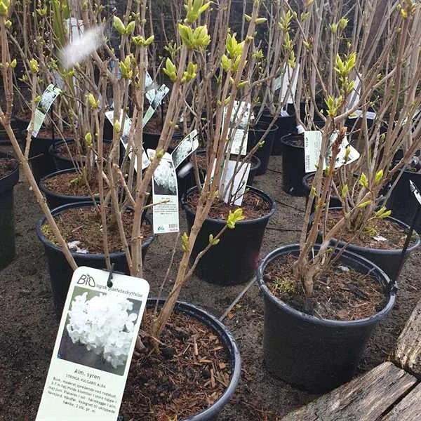 Alm Syren - Alba 3 Alm Syren - Alba