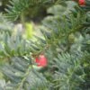 Taxus Baccata 'Hjorthede' -Planter Salgsbutik taxus20bac