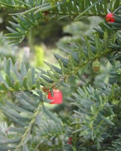 Taxus Baccata 'Hjorthede'