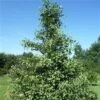 Ginkgo Biloba 150-175 Cm -Planter Salgsbutik tempeltrae
